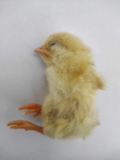Jednodenní kuřata 1kg